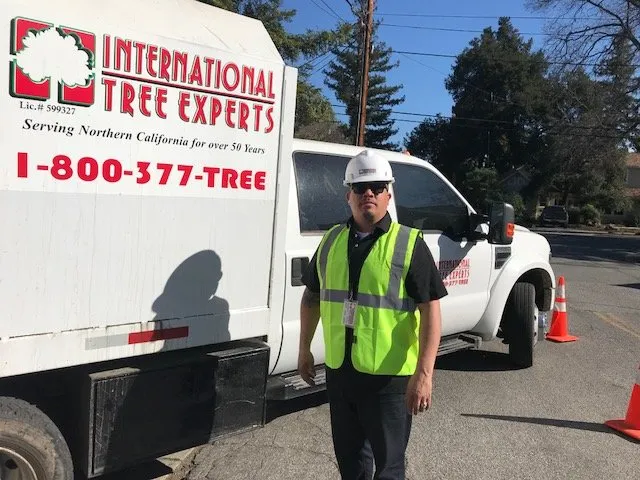 Top-rated lawn care service experts serving Sacramento, CA - International Tree Experts