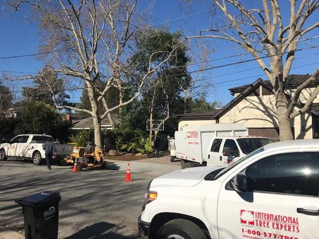 Local lawn mowing service for beautiful yards in Sacramento, CA by International Tree Experts