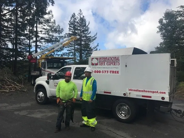 Local yard maintenance for beautiful yards across Sacramento, CA - International Tree Experts