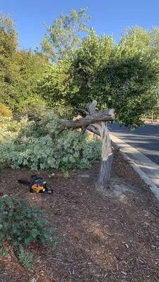 International Tree Experts Logo