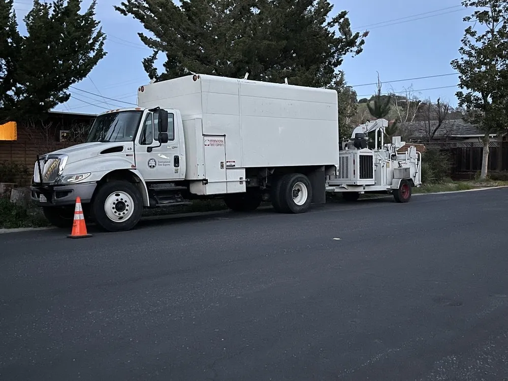 Local yard cleanup service for homes across San Jose, CA - International Tree Experts