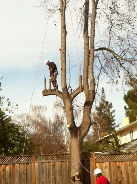 Expert lawn mowing service for outdoor upgrades in San Jose, CA by International Tree Experts