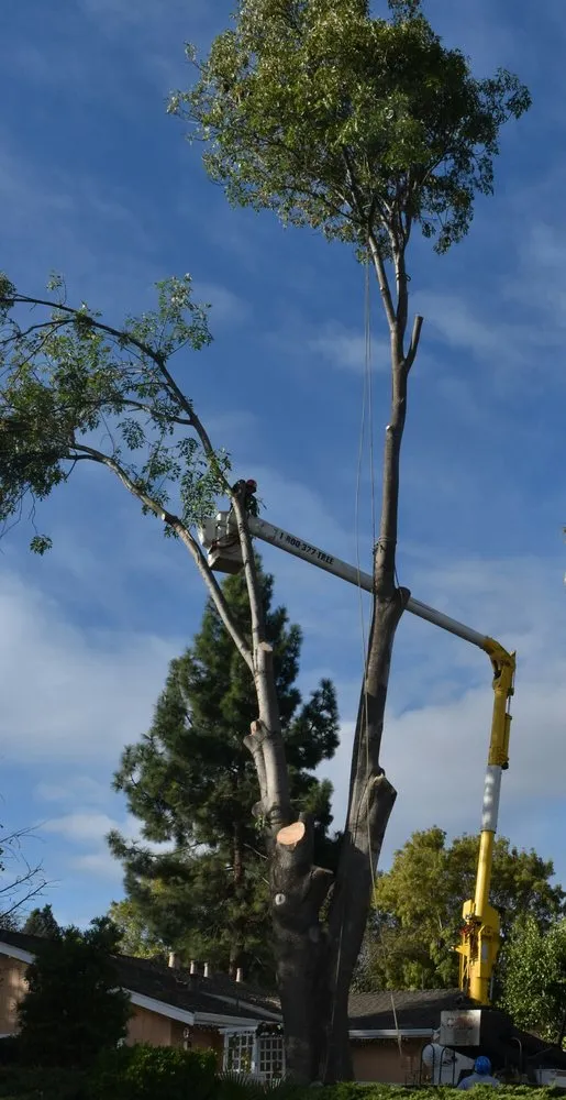 Expert lawn care service with custom design across San Jose, CA - International Tree Experts