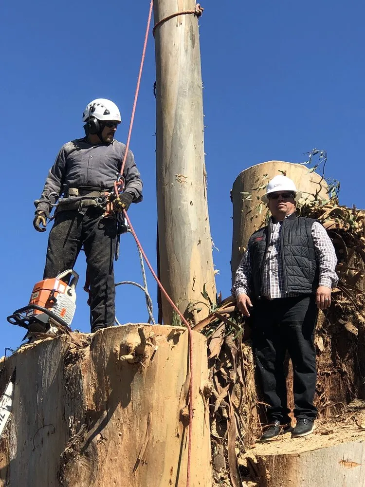 Professional landscape installation experts serving Woodside, CA - International Tree Experts