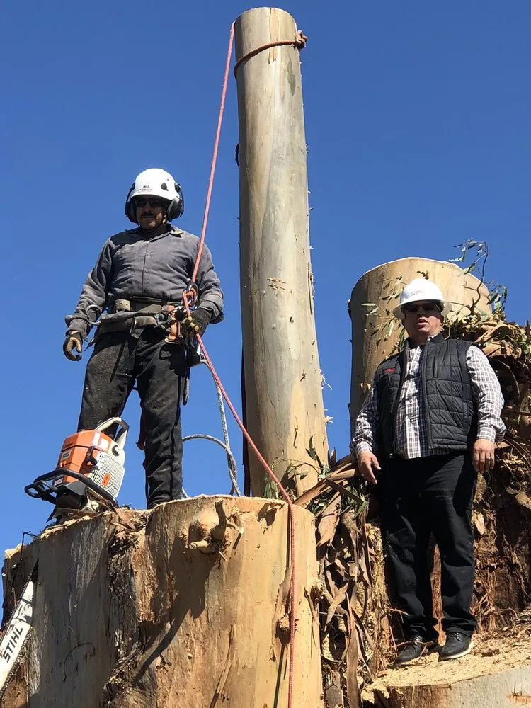 Top-rated outdoor landscaping with custom design in Woodside, CA by International Tree Experts