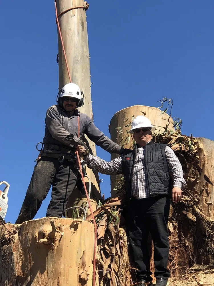 Custom landscape design for homes across Woodside, CA - International Tree Experts