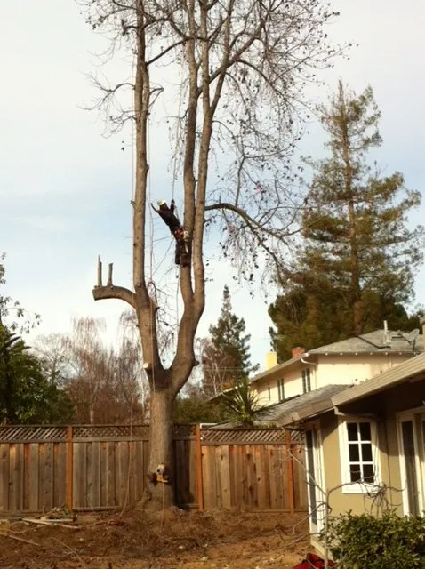 Trusted residential landscaping near you in Woodside, CA by International Tree Experts