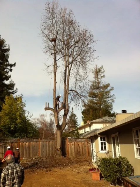 Affordable outdoor landscaping with custom design in Woodside, CA by International Tree Experts