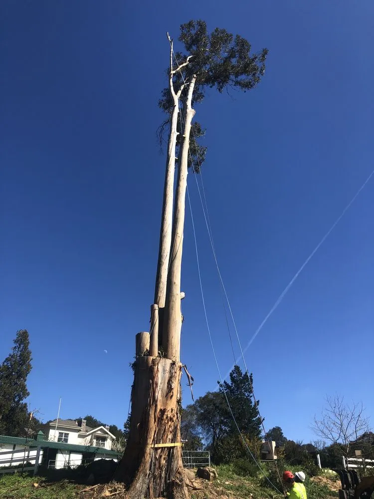 Local yard cleanup service for homes across Woodside, CA - International Tree Experts