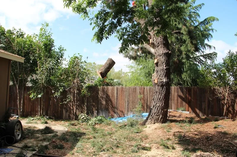 Affordable yard maintenance experts serving Woodside, CA - International Tree Experts