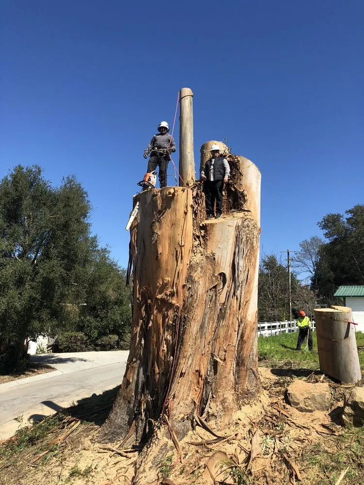 Local outdoor landscaping in Woodside, CA by International Tree Experts