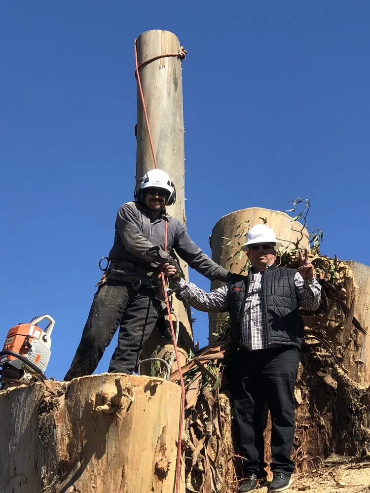 Local residential landscaping near you in Woodside, CA by International Tree Experts