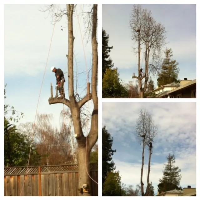 Local landscaping services in Woodside, CA by International Tree Experts