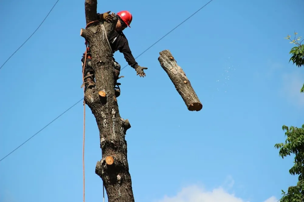 Affordable landscaping services in Woodside, CA by International Tree Experts