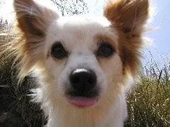 Affordable residential landscaping for beautiful yards in Woodside, CA by International Tree Experts