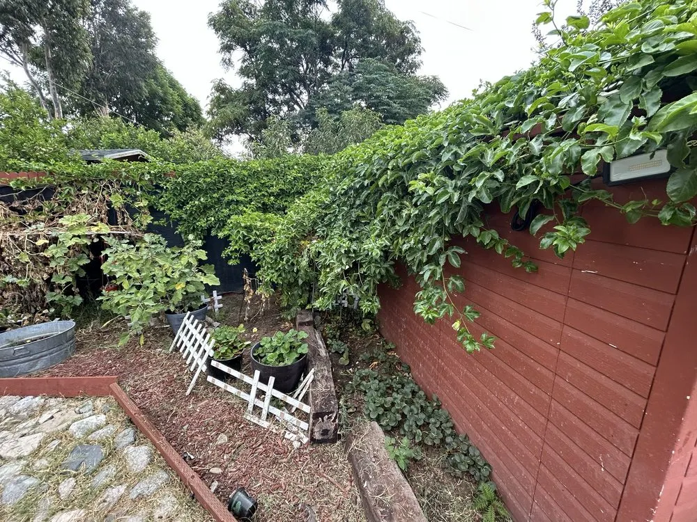 Affordable yard cleanup service in San Bernardino, CA by Interscapes Landscaping