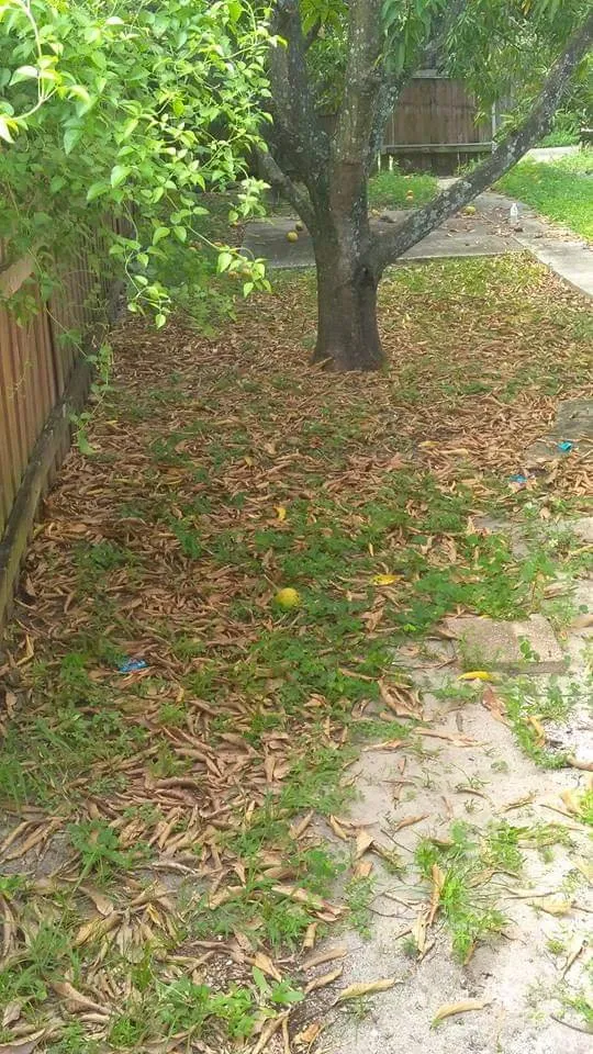 Top-rated garden landscaping experts serving Plantation, FL - Interscope Landscaping