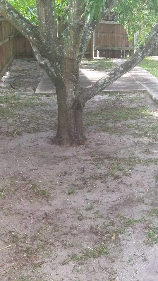 Local garden landscaping in Plantation, FL - Interscope Landscaping