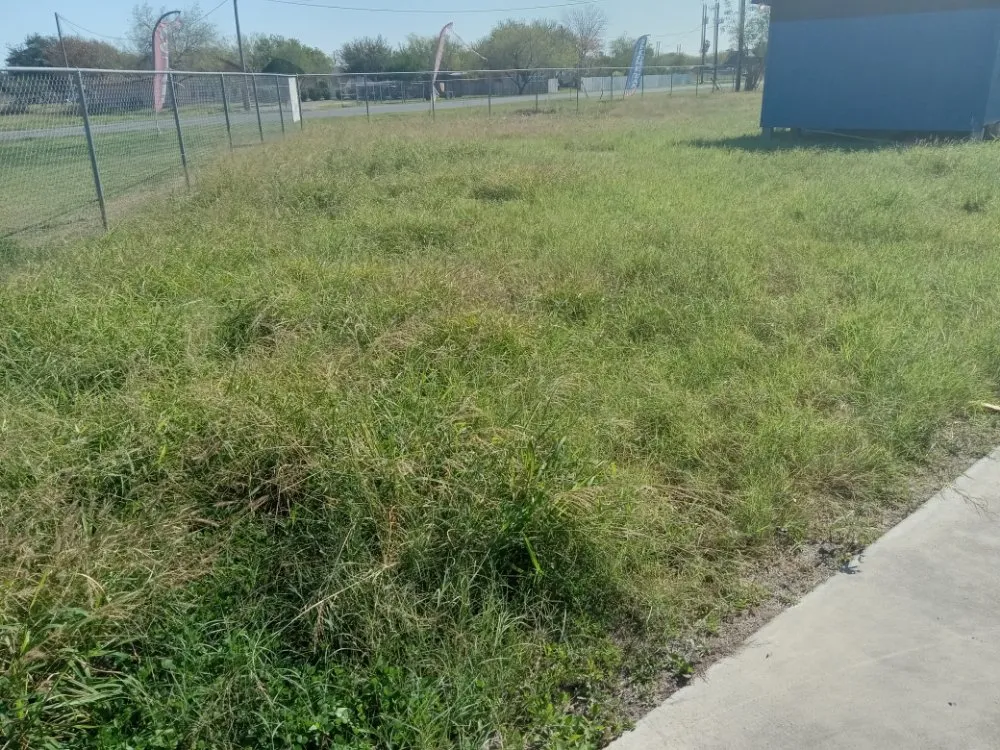 Top-rated lawn mowing service in Edcouch, TX by Intown Lawn Mowing