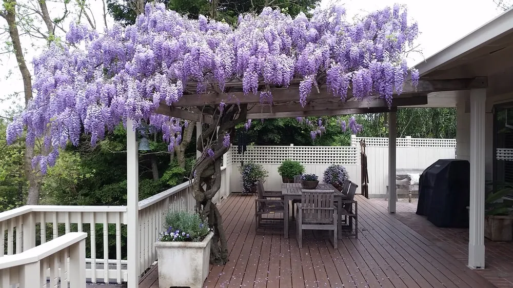 Professional yard cleanup service for year-round maintenance across Walnut Creek, CA - Intrinsic Landscaping