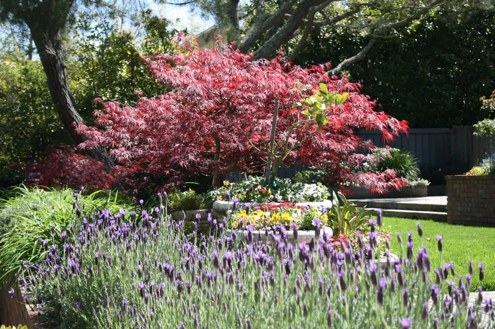 Reliable residential landscaping in Walnut Creek, CA - Intrinsic Landscaping