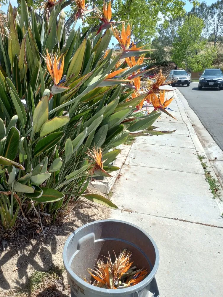 Local yard cleanup service in San Diego, CA by Intu Nature Landscape Associates