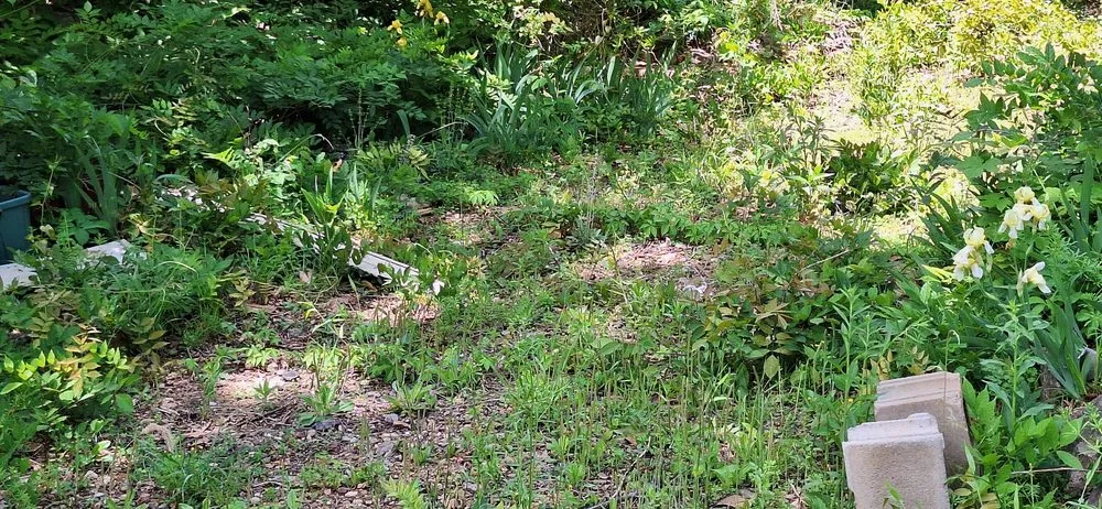 Custom yard maintenance in Williford, AR - Investment Landscaping