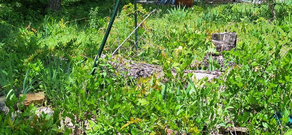 Professional yard maintenance in Williford, AR - Investment Landscaping