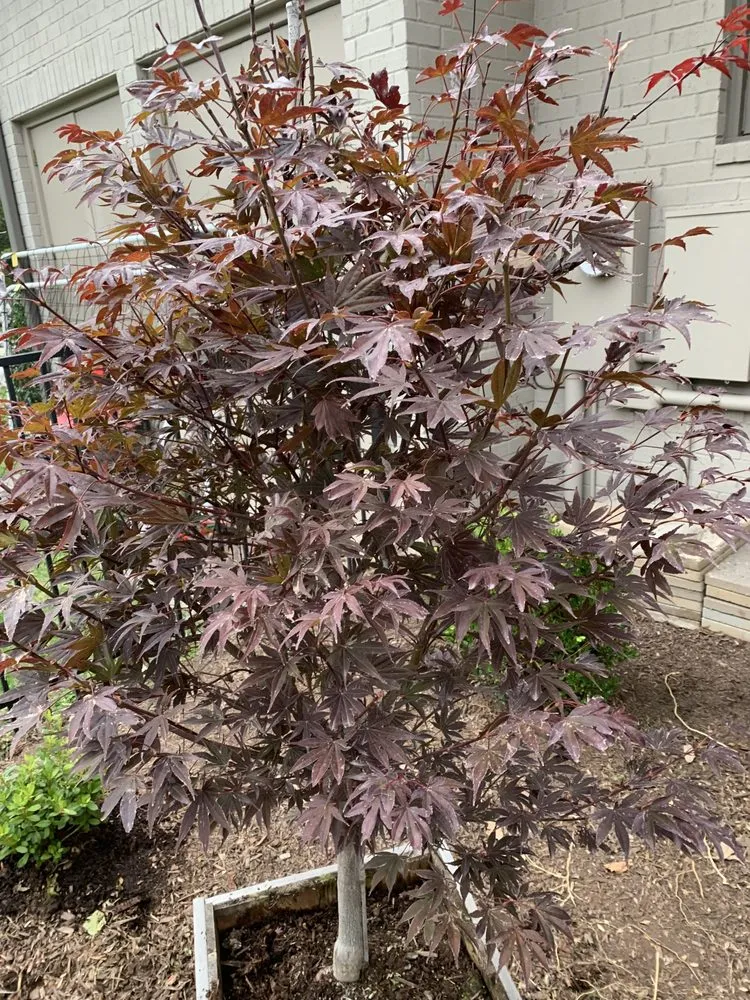 Reliable landscape design in Franklin, TN - IO safe cleaning