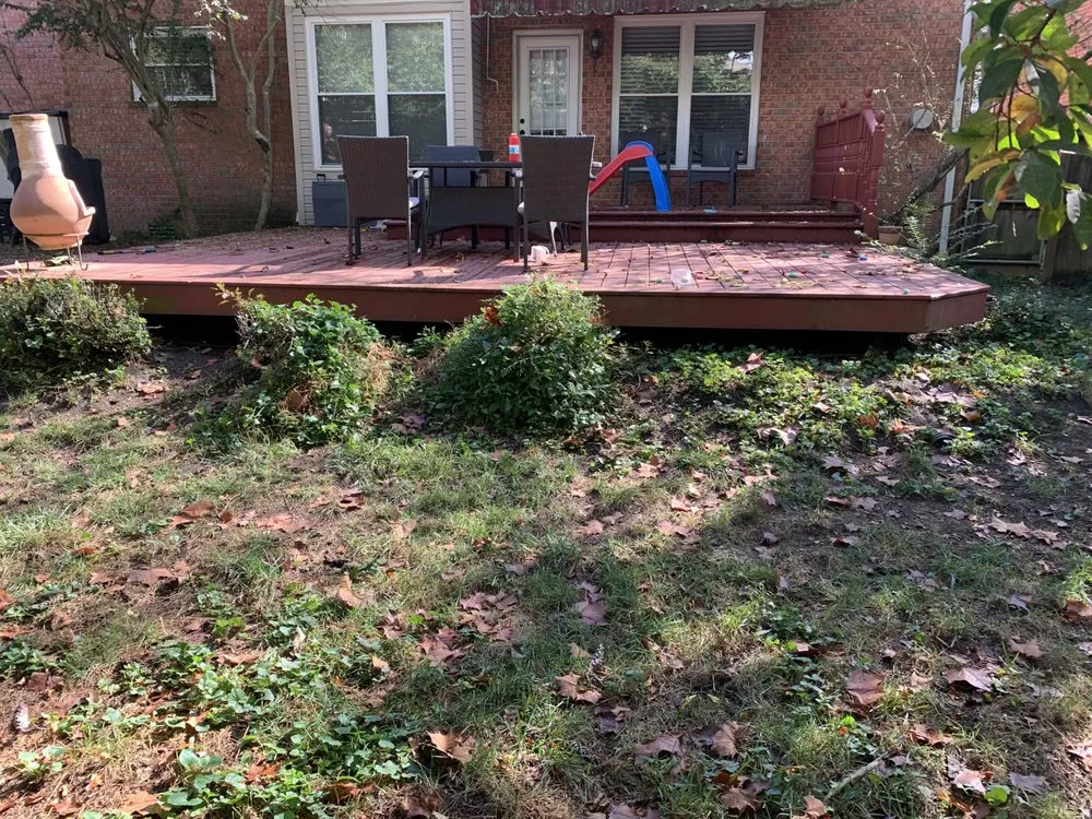 Affordable lawn care service in Franklin, TN by IO safe cleaning