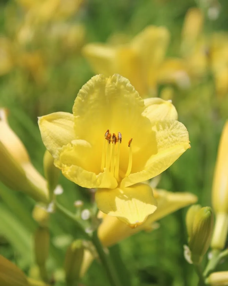 Top-rated lawn care service in Iowa City, IA - Iowa City Landscaping & Garden Center