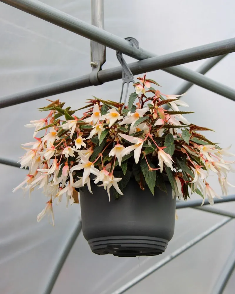 Expert landscape design experts serving Iowa City, IA - Iowa City Landscaping & Garden Center