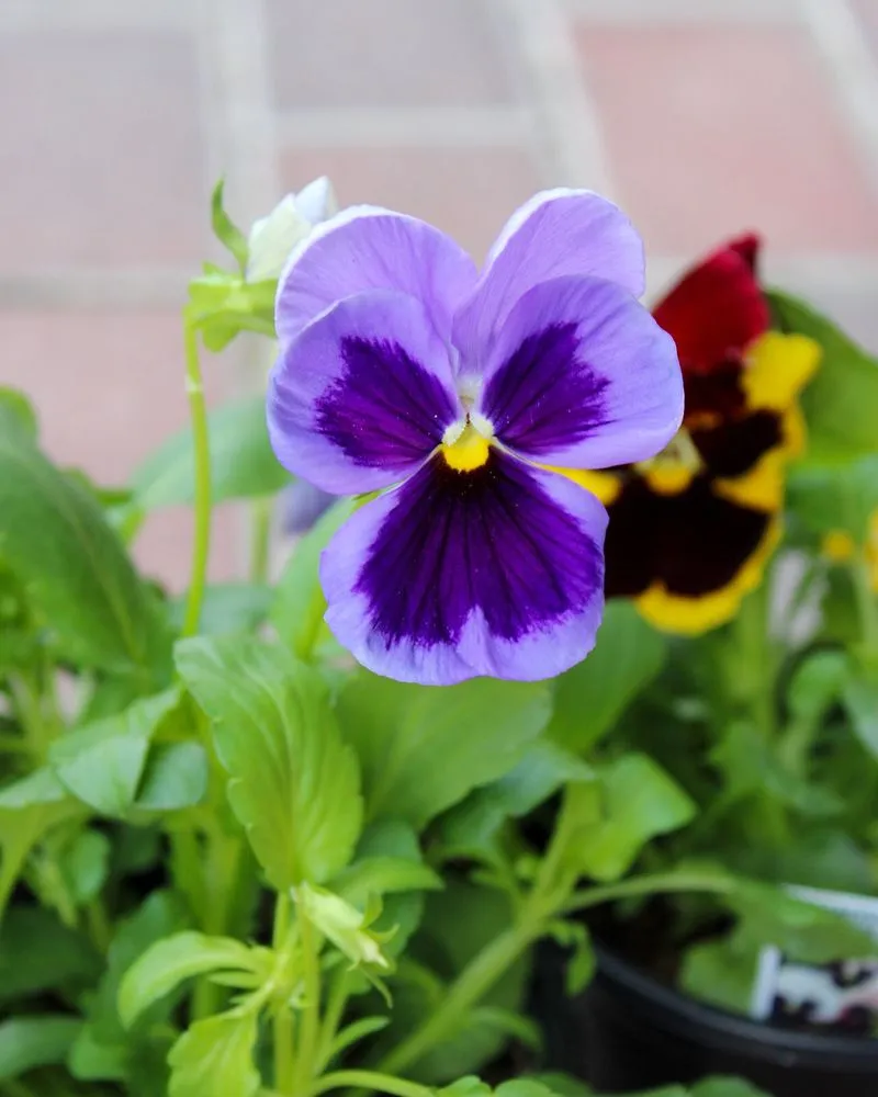 Affordable garden landscaping for homes across Iowa City, IA - Iowa City Landscaping & Garden Center