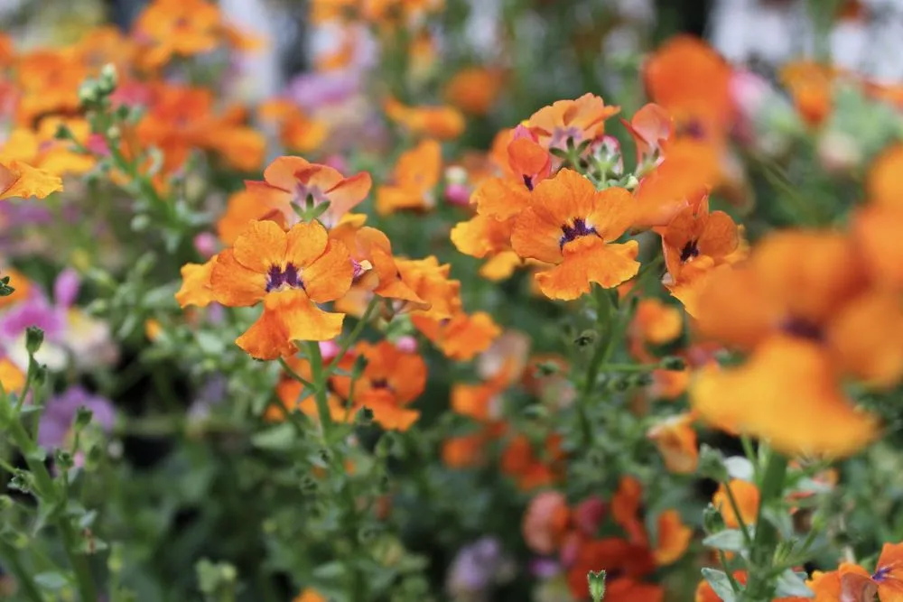 Reliable residential landscaping for outdoor upgrades across Iowa City, IA - Iowa City Landscaping & Garden Center