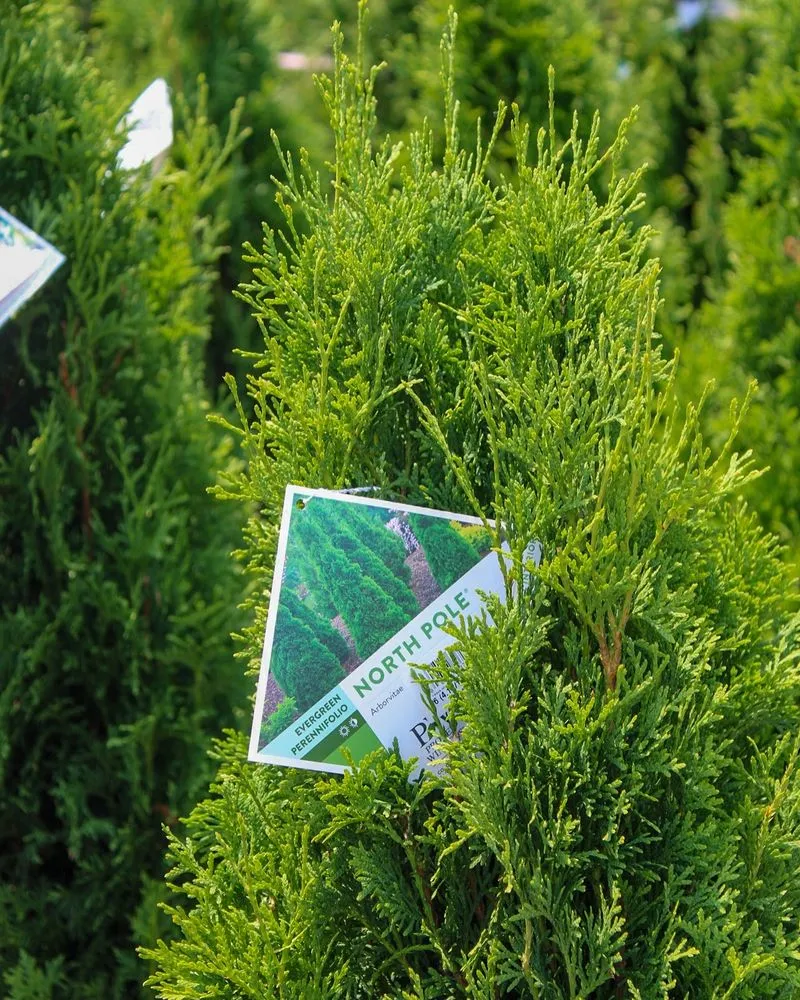 Affordable landscape design for beautiful yards across Iowa City, IA - Iowa City Landscaping & Garden Center