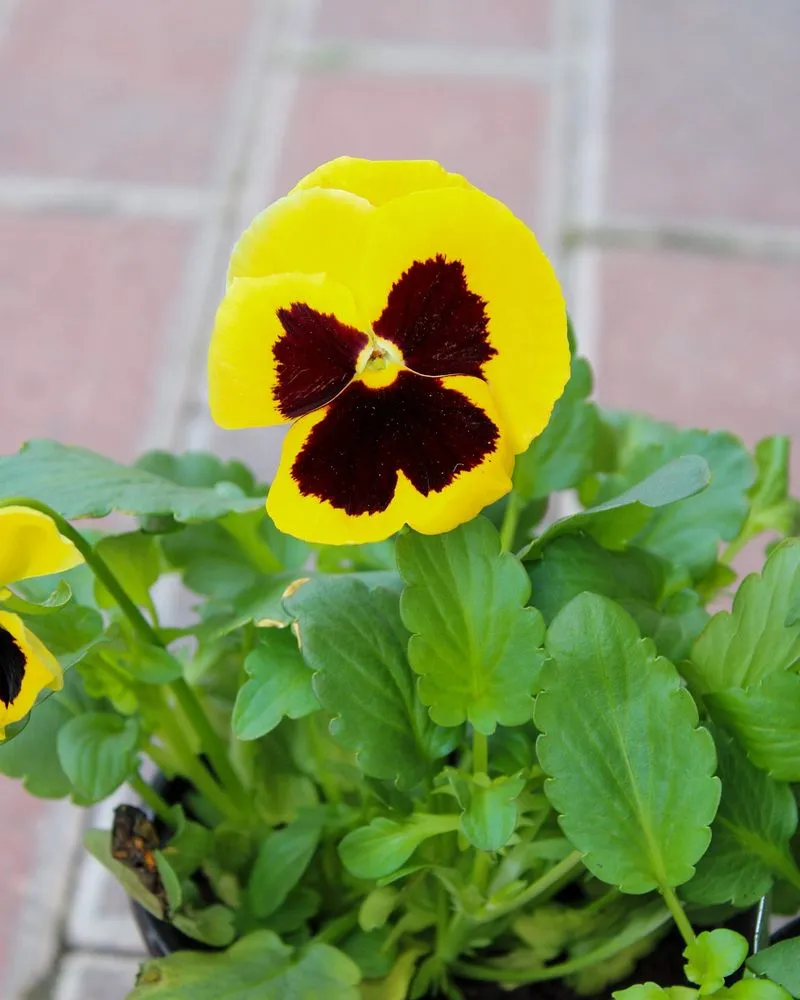 Expert outdoor landscaping in Iowa City, IA - Iowa City Landscaping & Garden Center