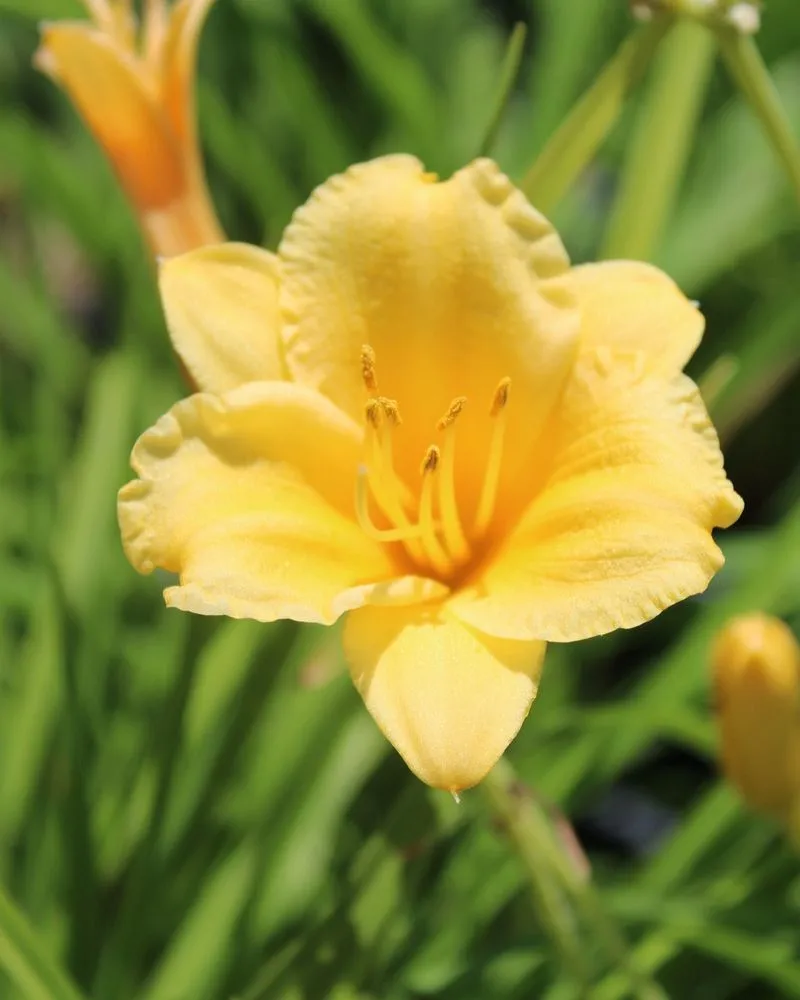 Local residential landscaping in Iowa City, IA by Iowa City Landscaping & Garden Center