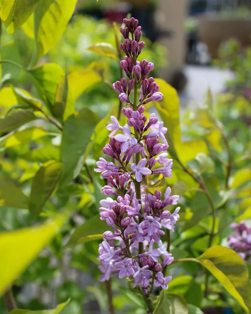 Local outdoor landscaping experts serving Iowa City, IA - Iowa City Landscaping & Garden Center