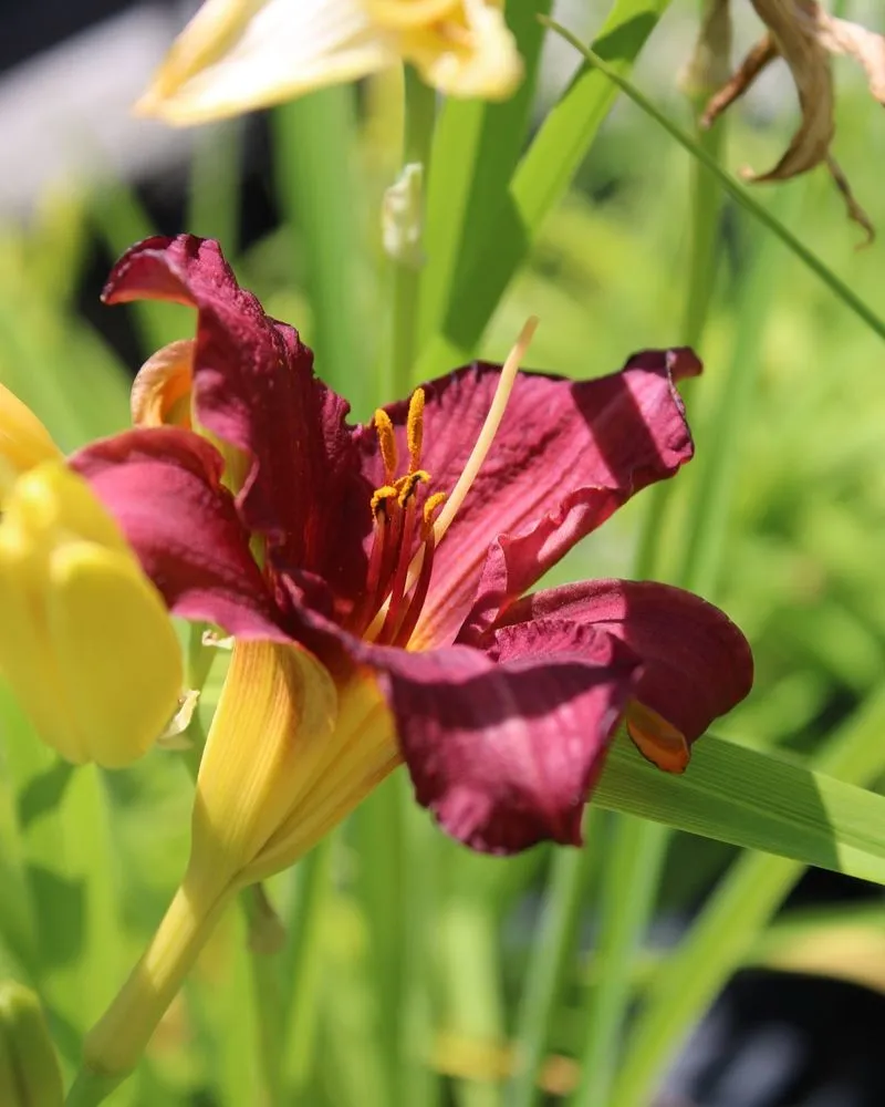 Top-rated landscaping services for year-round maintenance in Iowa City, IA by Iowa City Landscaping & Garden Center