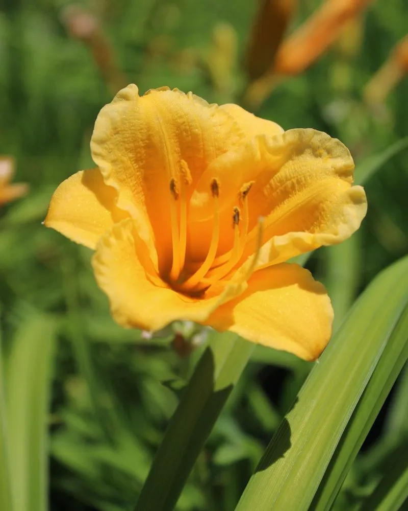 Top-rated yard maintenance in Iowa City, IA by Iowa City Landscaping & Garden Center