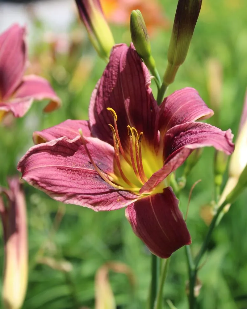 Trusted outdoor landscaping experts serving Iowa City, IA - Iowa City Landscaping & Garden Center