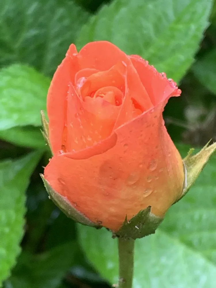 Local outdoor landscaping near you in Gadsden, AL by IR Property Solutions