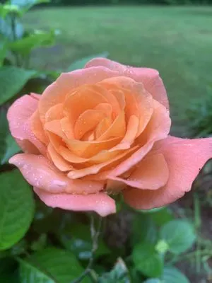 IR Property Solutions Logo