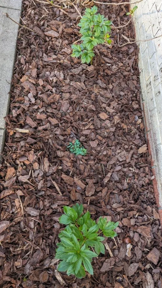 Trusted residential landscaping in Zanesville, OH by Ireland Lawn Care