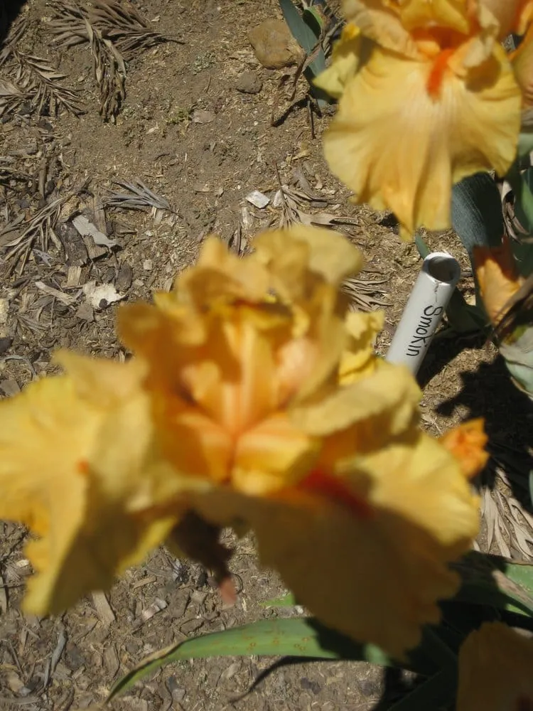 Custom garden landscaping for beautiful yards in Bonita, CA by Iris Howse and Gardens