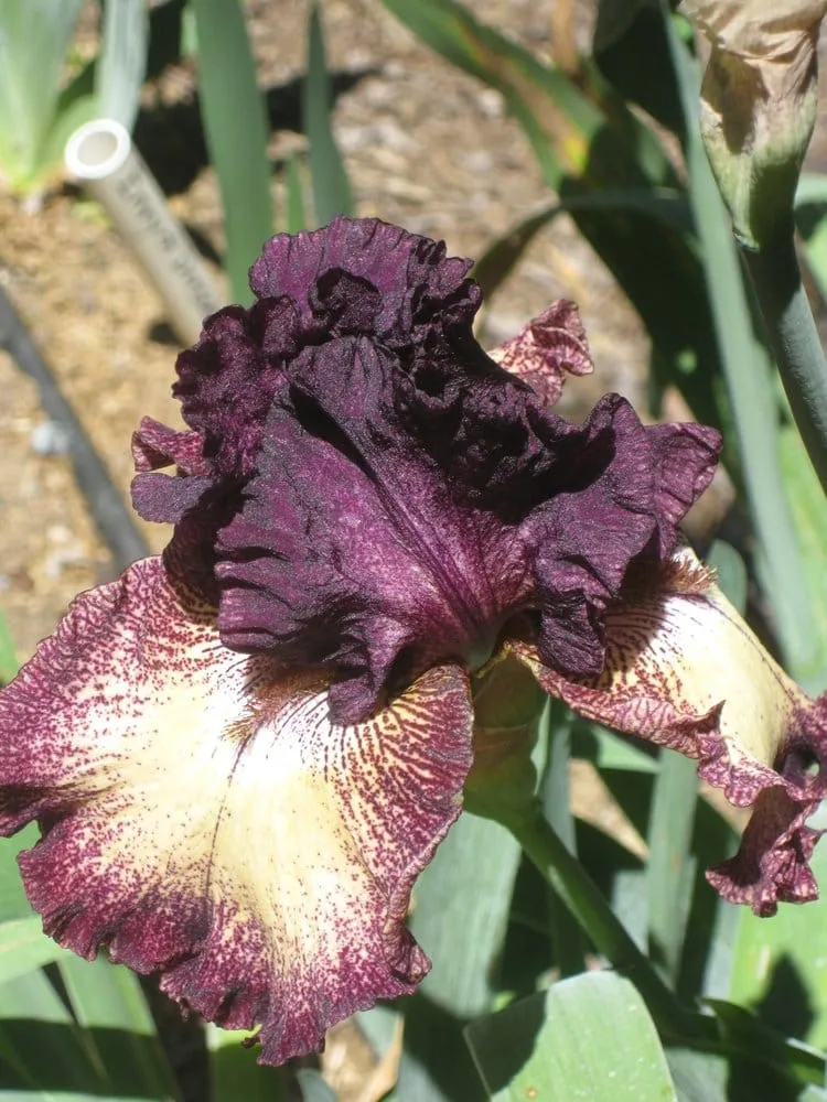 Professional landscape design in Bonita, CA - Iris Howse and Gardens