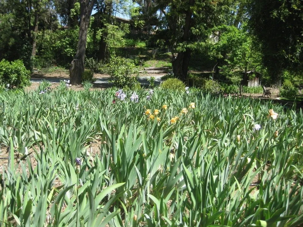 Professional lawn care service in Bonita, CA - Iris Howse and Gardens