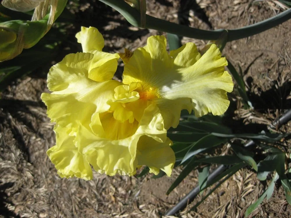 Expert lawn care service for beautiful yards across Bonita, CA - Iris Howse and Gardens