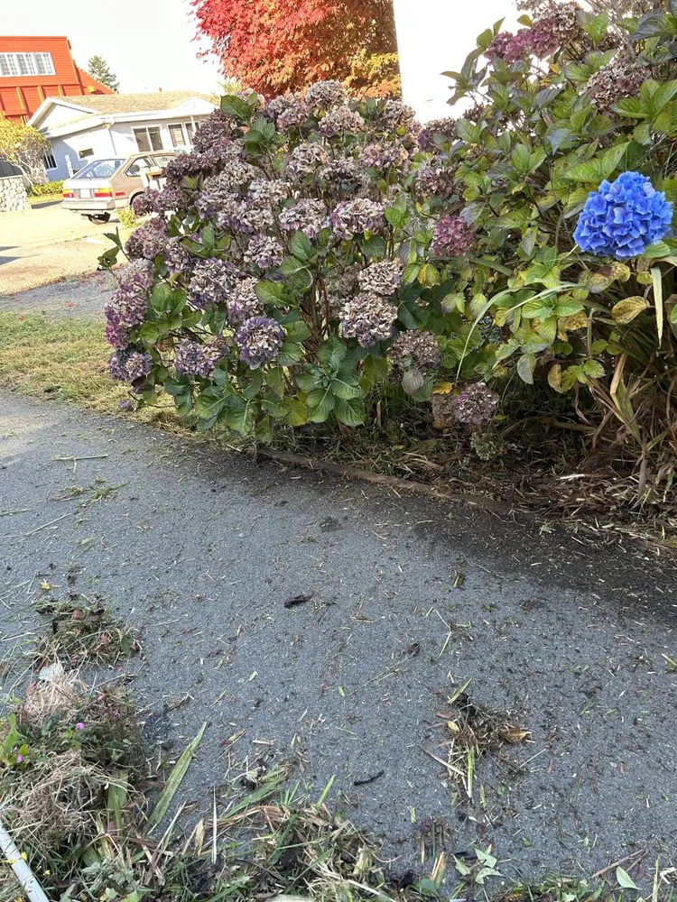 Professional yard maintenance experts serving Brookings, OR - Iris Landscaping