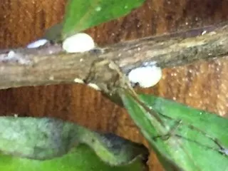 Expert residential landscaping for beautiful yards across Moore, OK - Irish Green Lawn Care